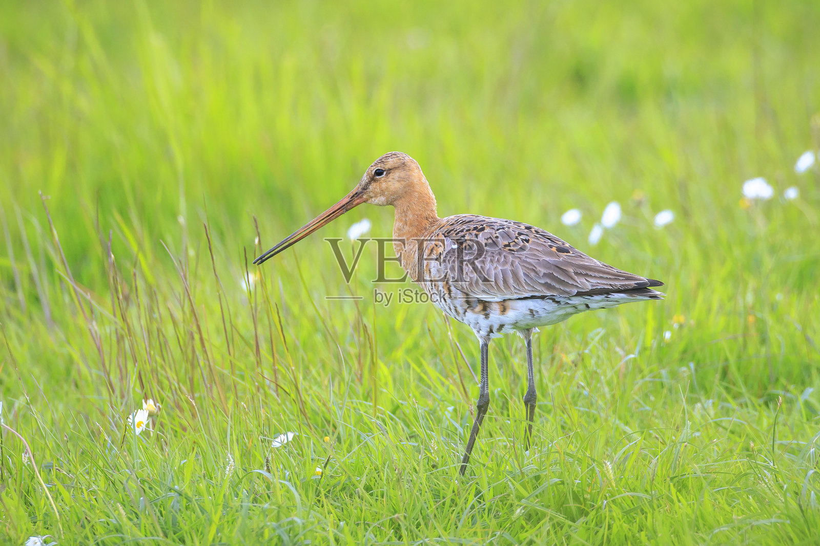 黑尾塭鹬(Limosa Limosa)雄鸟在绿色草地上觅食照片摄影图片