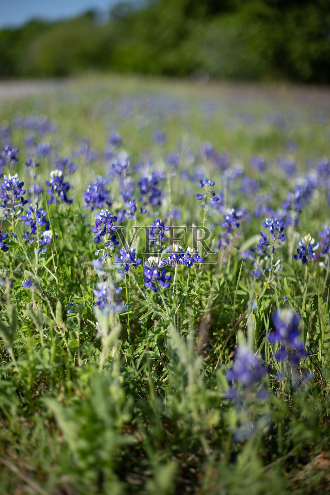 德克萨斯州田野中的盛开蓝铃花野花照片摄影图片