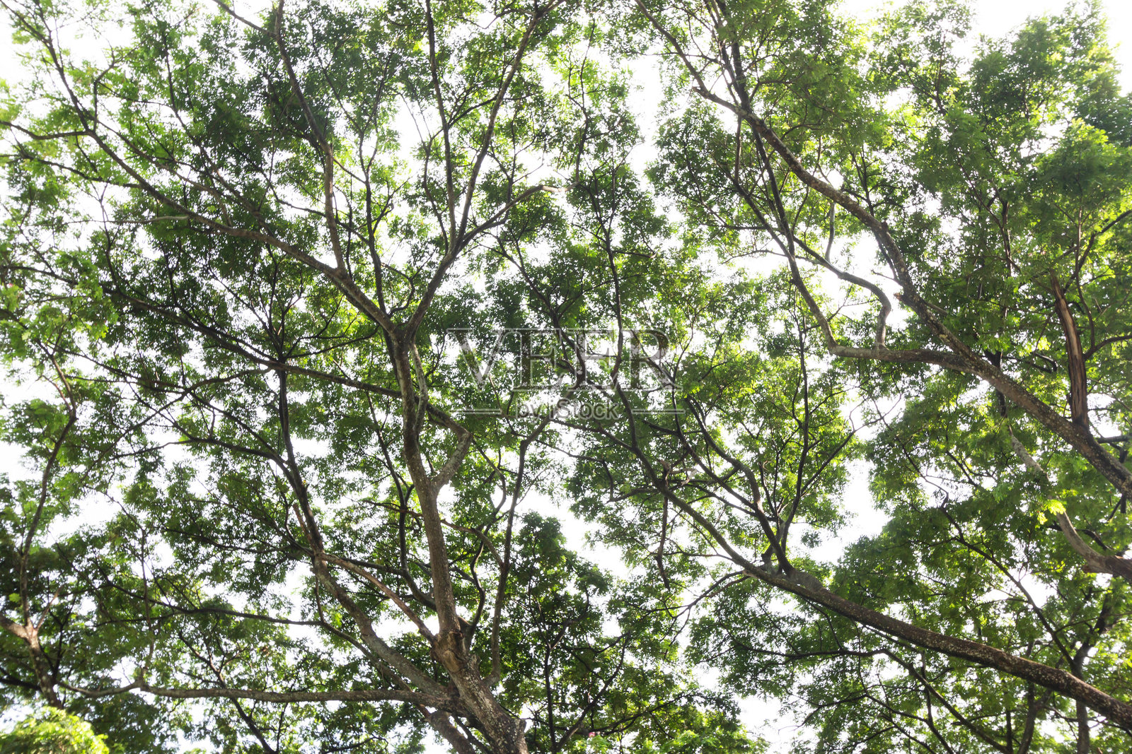 大雨树的绿叶提供阴凉和凉爽的空气照片摄影图片