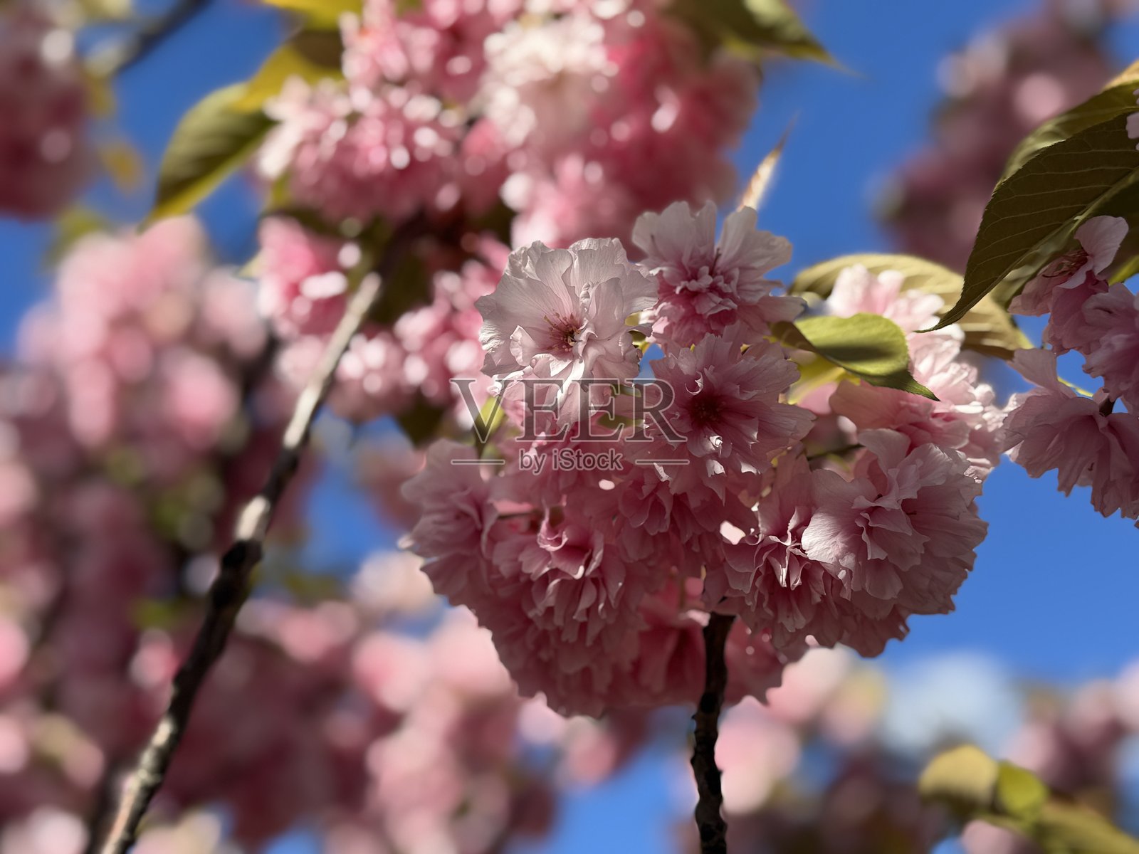 公园里的樱花。春季公园中美丽的樱花。照片摄影图片