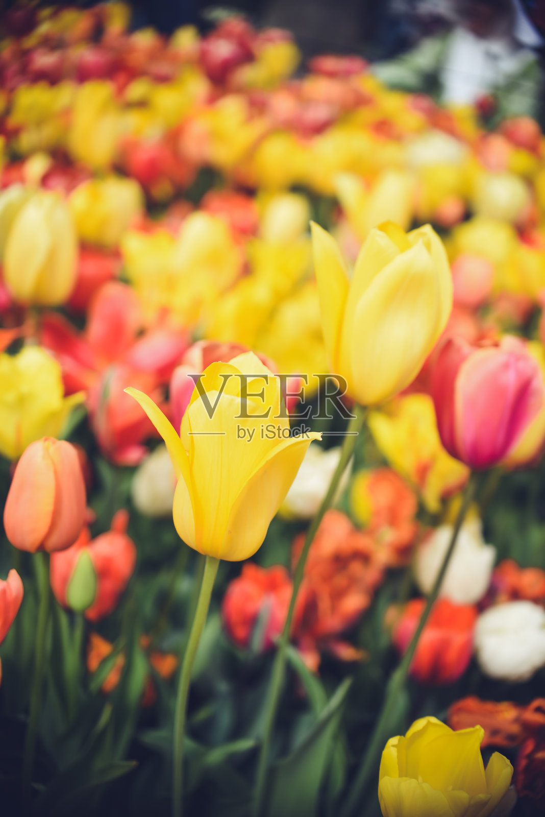 春日明媚的花园中五彩缤纷的郁金香盛开照片摄影图片