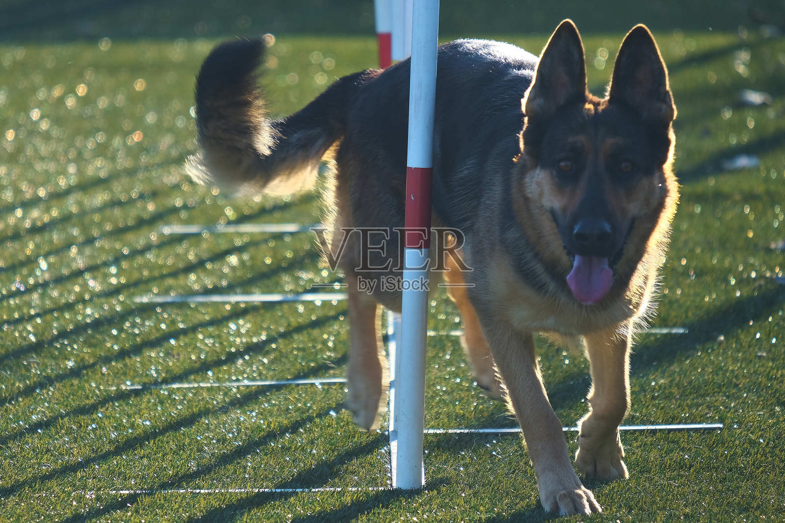 德国牧羊犬在行动。犬类敏捷比赛。犬类运动。比赛。体育场。狗克服障碍。照片摄影图片