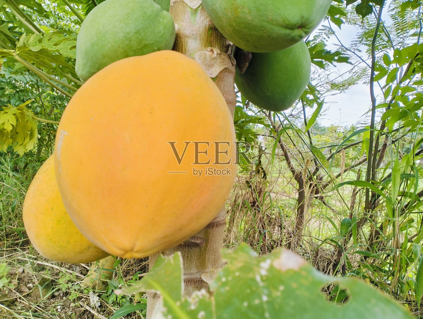 树上的成熟木瓜照片摄影图片