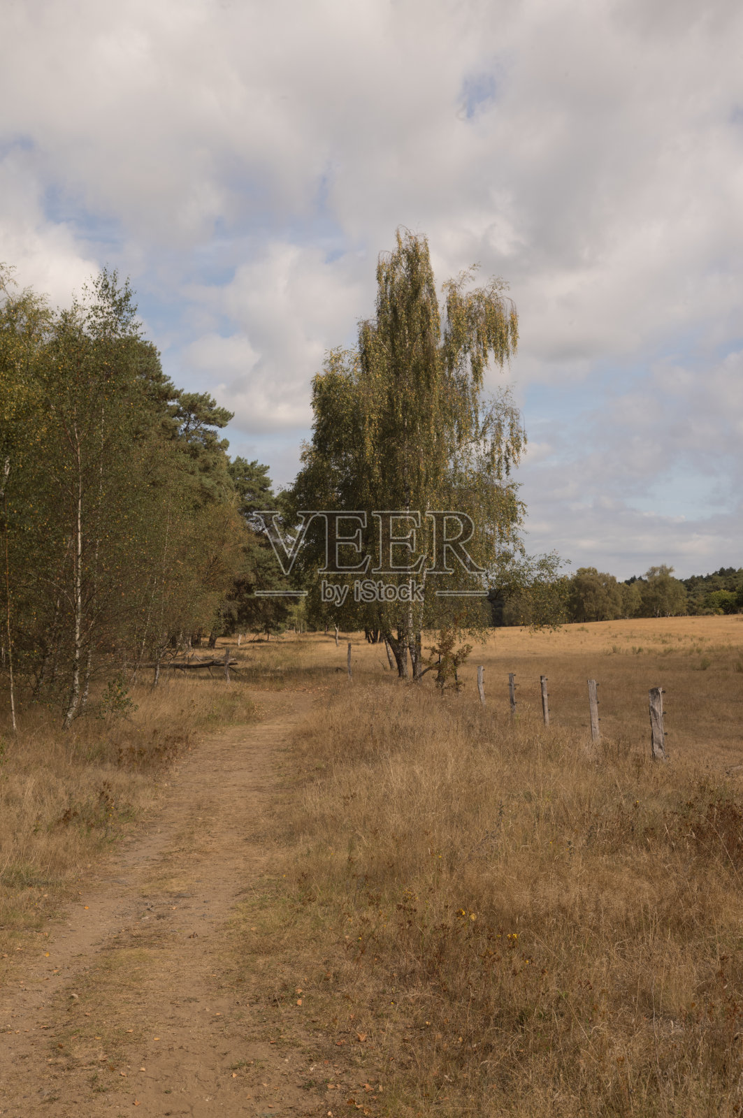 德国博肯宁静草地上的蜿蜒沙路照片摄影图片