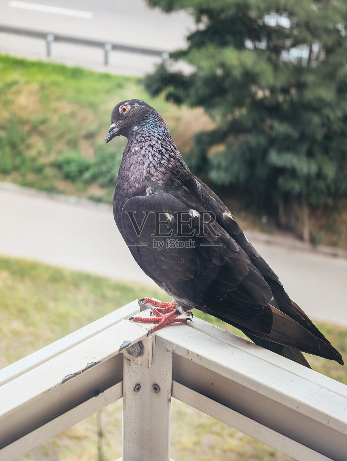 黑色鸽子栖息在阳台栏杆上,城市环境。鸟儿观察周围。照片摄影图片