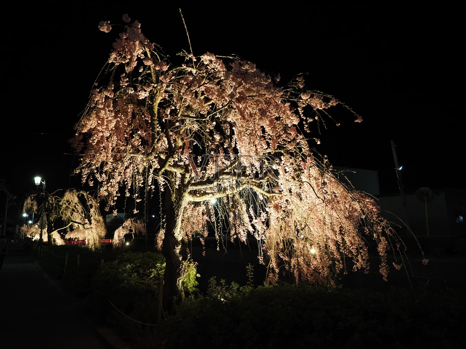 天童的垂枝樱花照片摄影图片