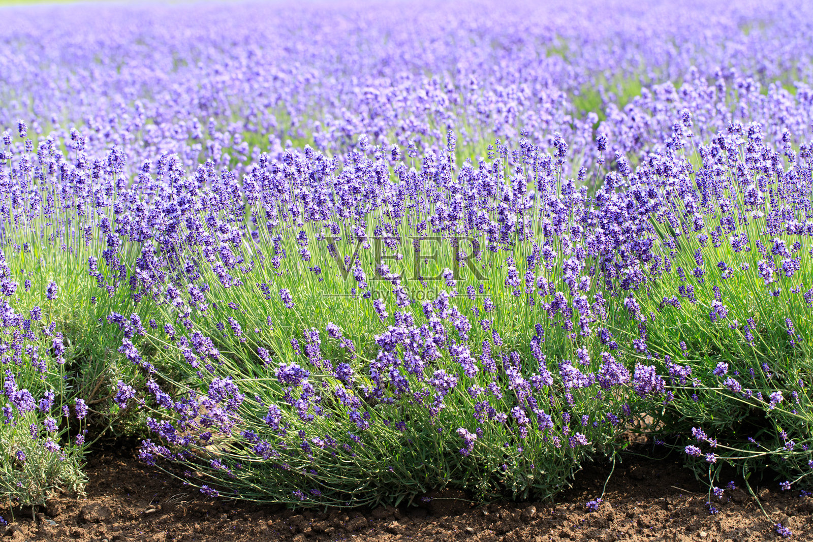 夏季北海道富良野盛开的薰衣草田特写照片摄影图片