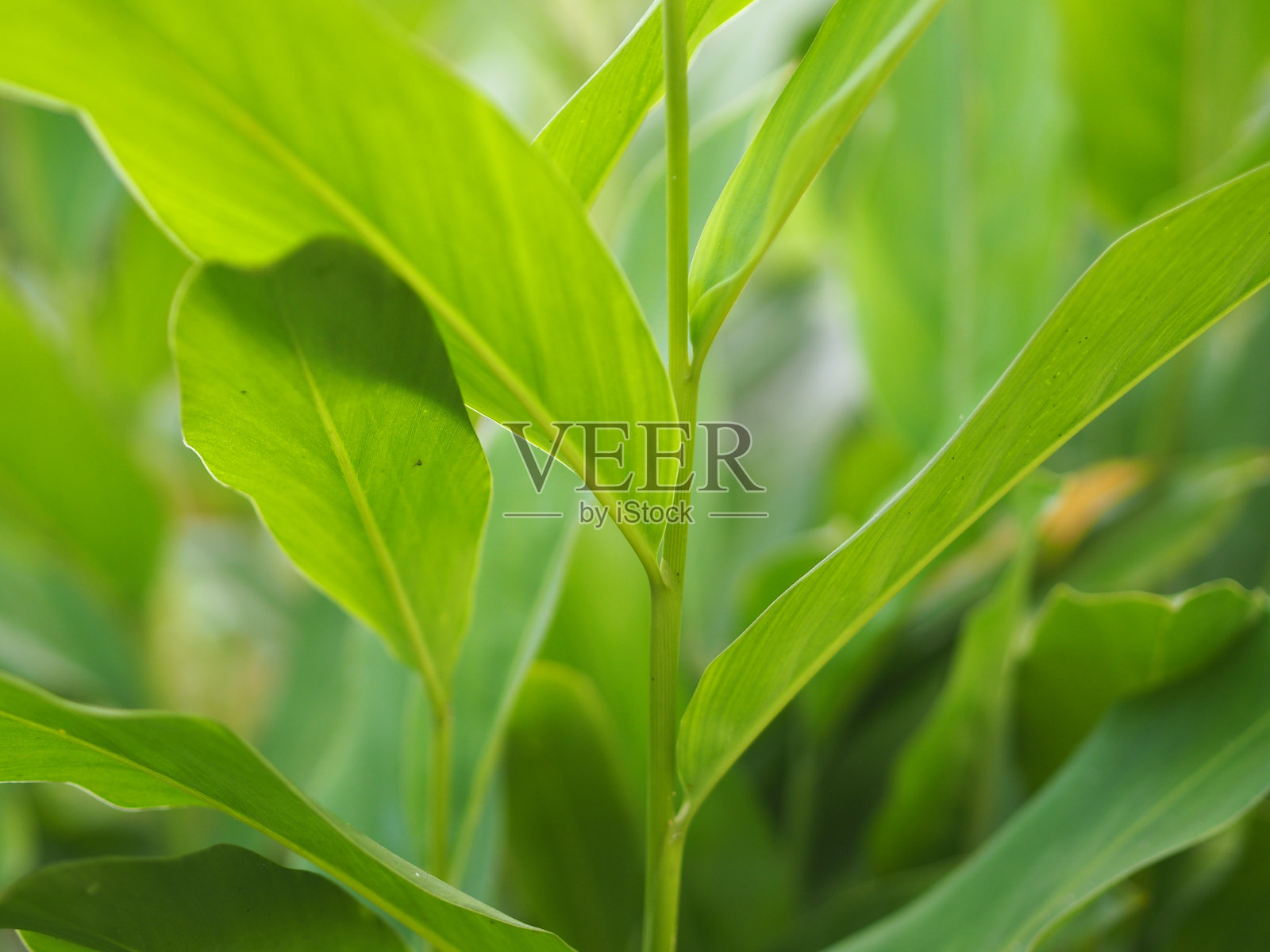 朗格朗格的叶子,绿色的叶子在夏天花园的阳光下。天然绿色植物景观用作背景或墙纸照片摄影图片