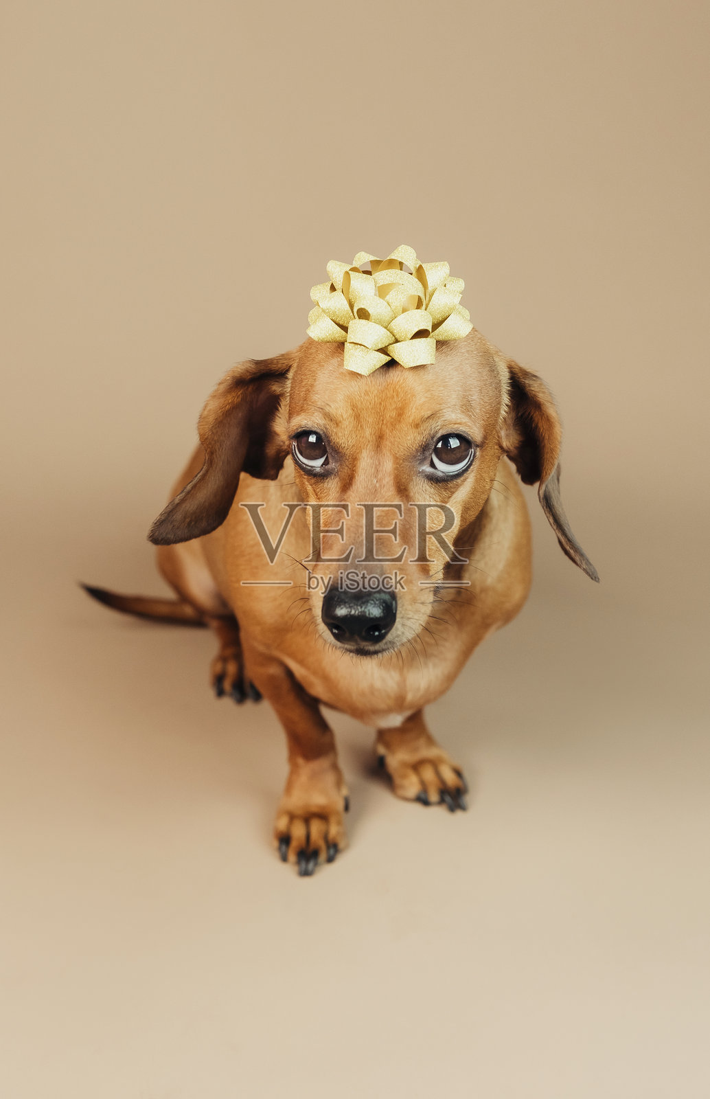 腊肠犬站着,头上戴着金色蝴蝶结,概念为节日惊喜或宠物礼物照片摄影图片