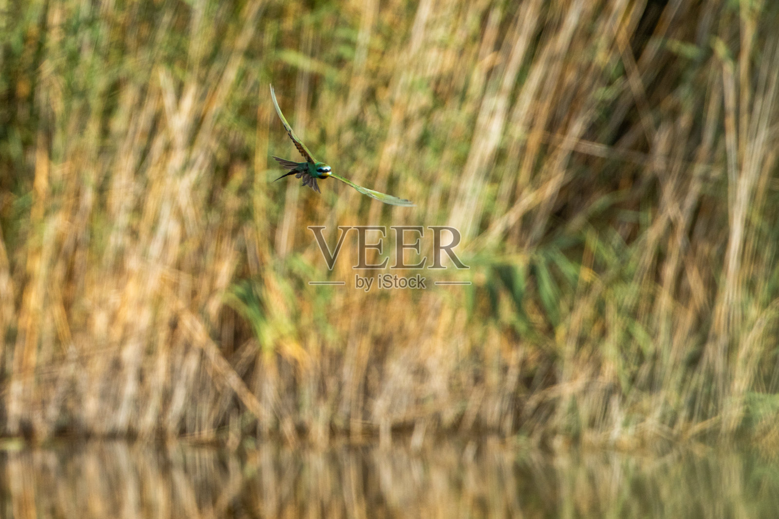南突尼斯的波斯蜜蜂捕食者照片摄影图片