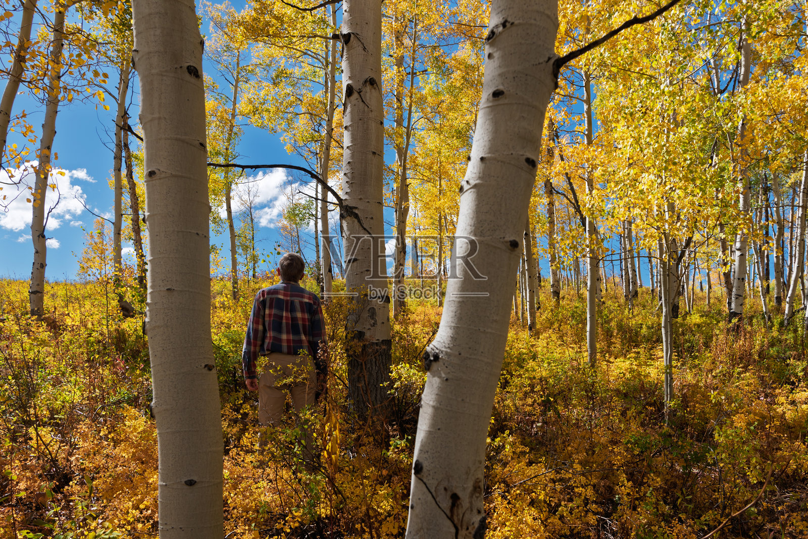 阳光和白杨树将徒步旅行者包裹在秋天的怀抱中,秋季。照片摄影图片