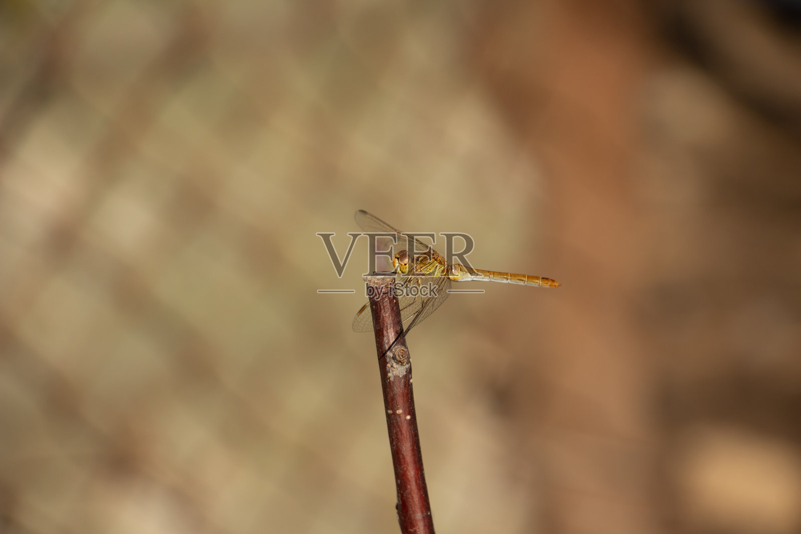 一只美丽而脆弱的蜻蜓对着镜头微笑,特写镜头照片摄影图片