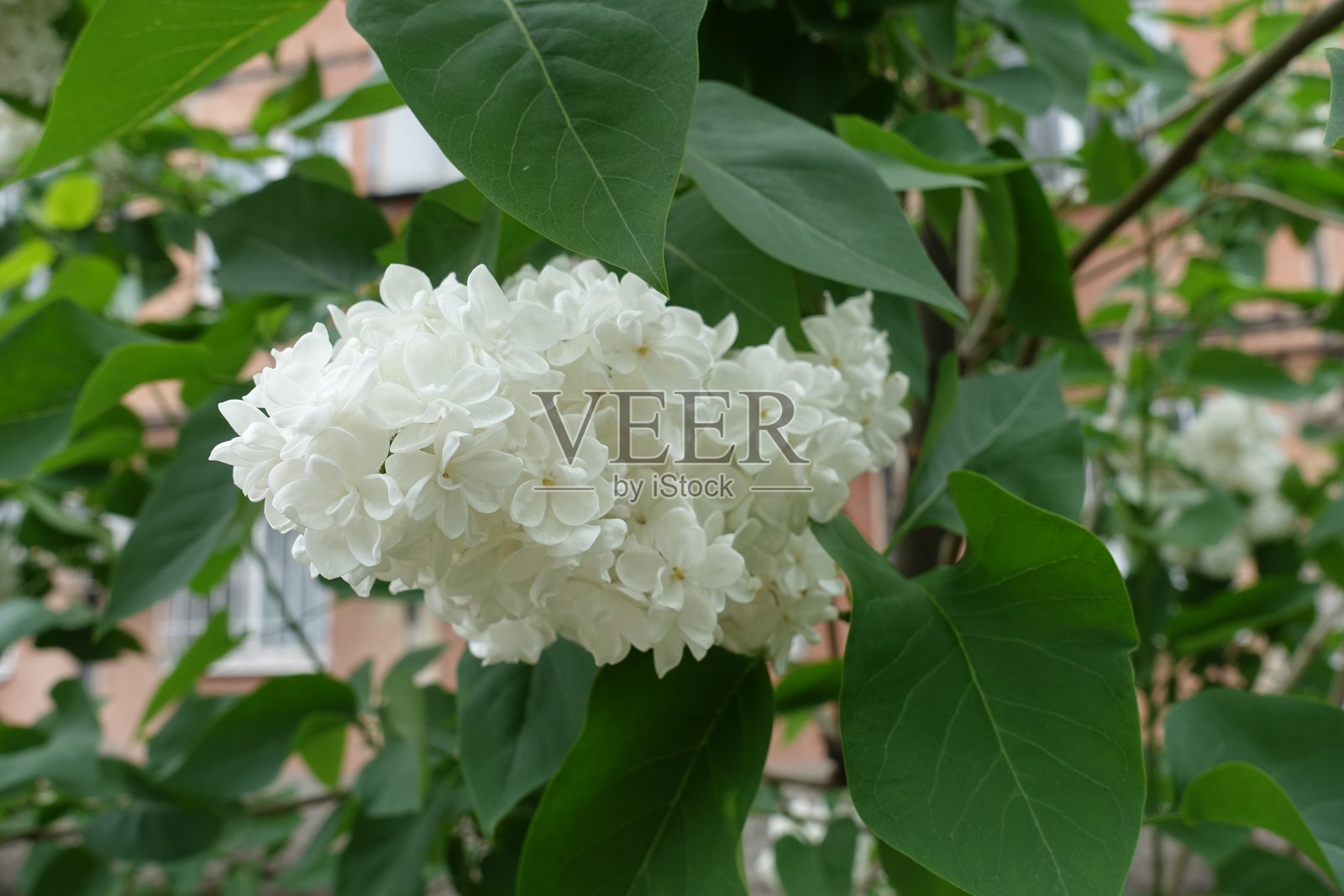 五月盛开的双瓣紫丁香的完全开放的白色花朵照片摄影图片