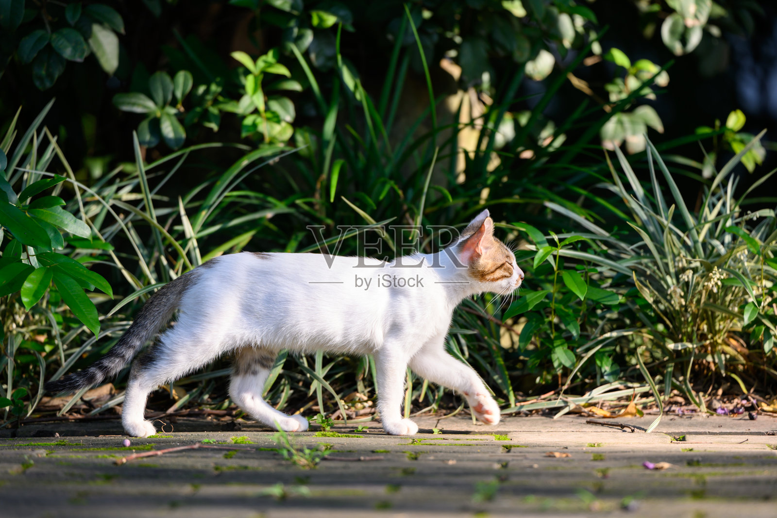 小猫在花园里散步。照片摄影图片