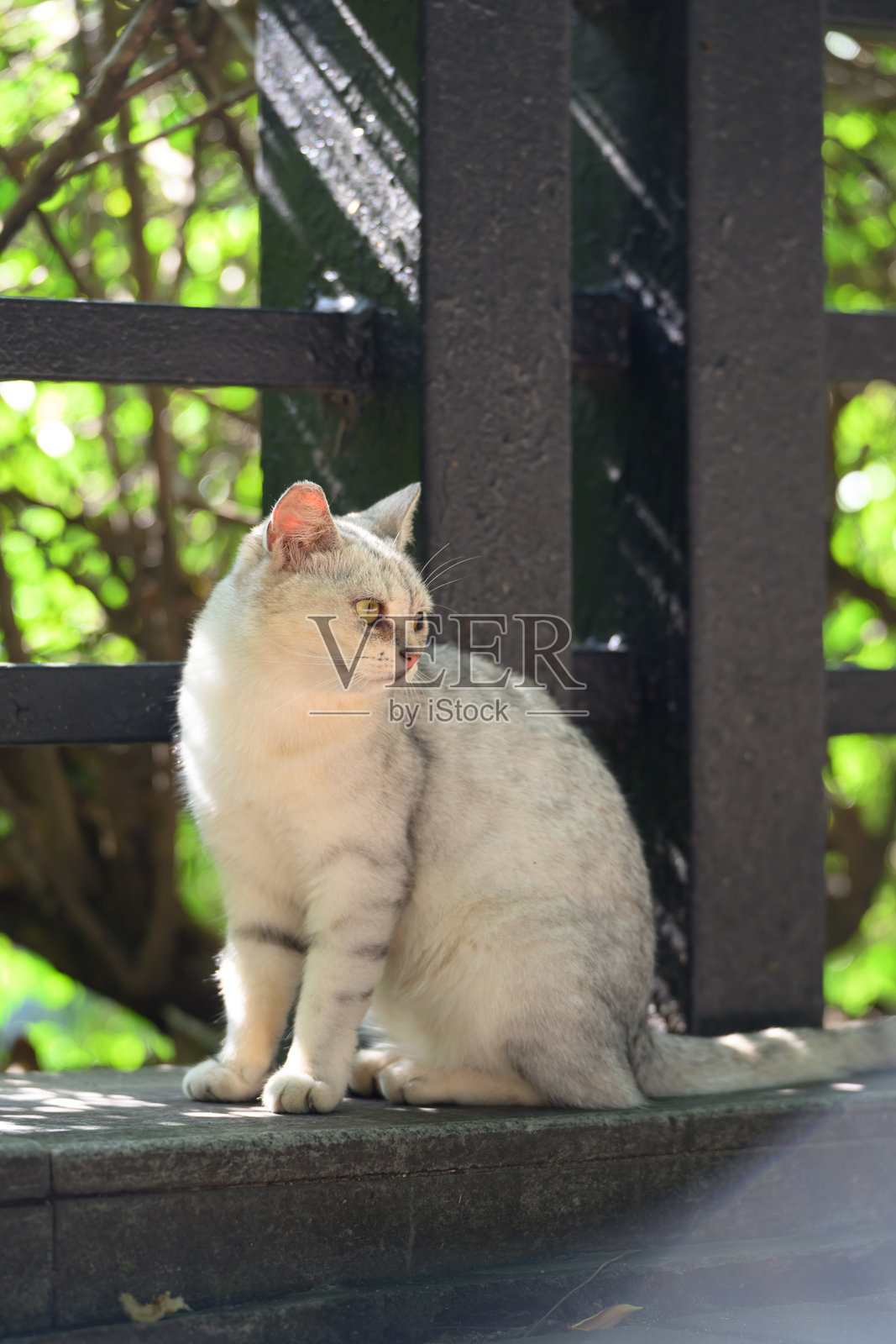 猫坐在户外的地面上。照片摄影图片