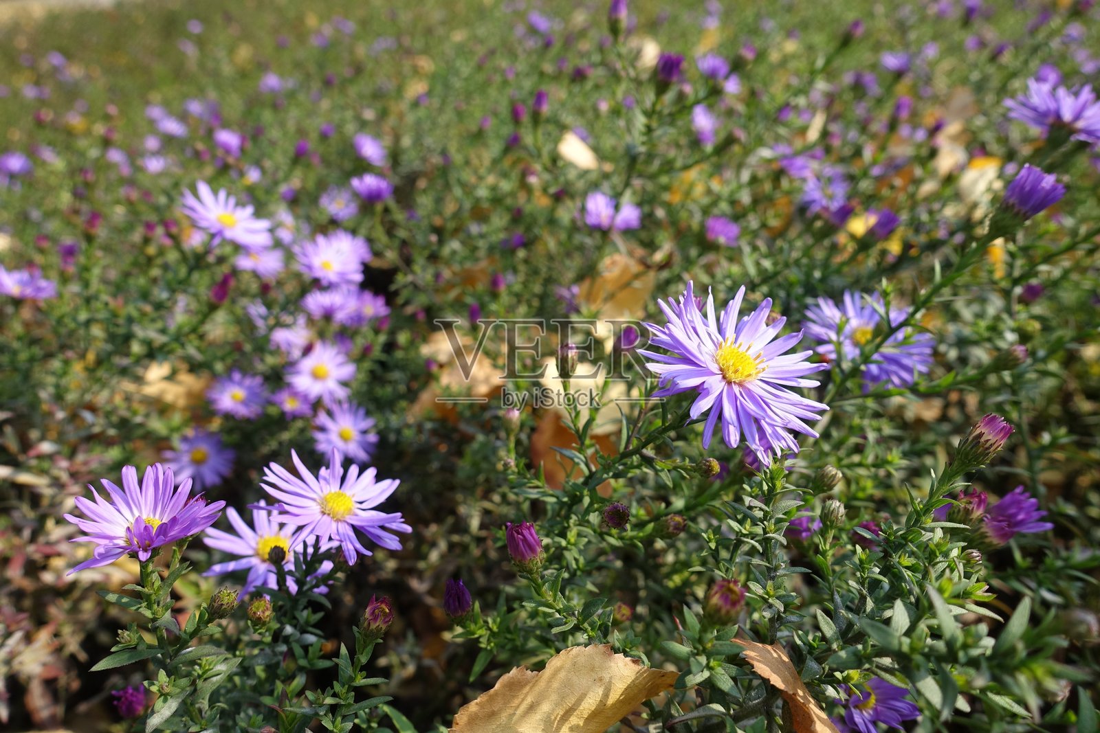 十月中旬的米迦勒菊紫色花朵特写照片摄影图片
