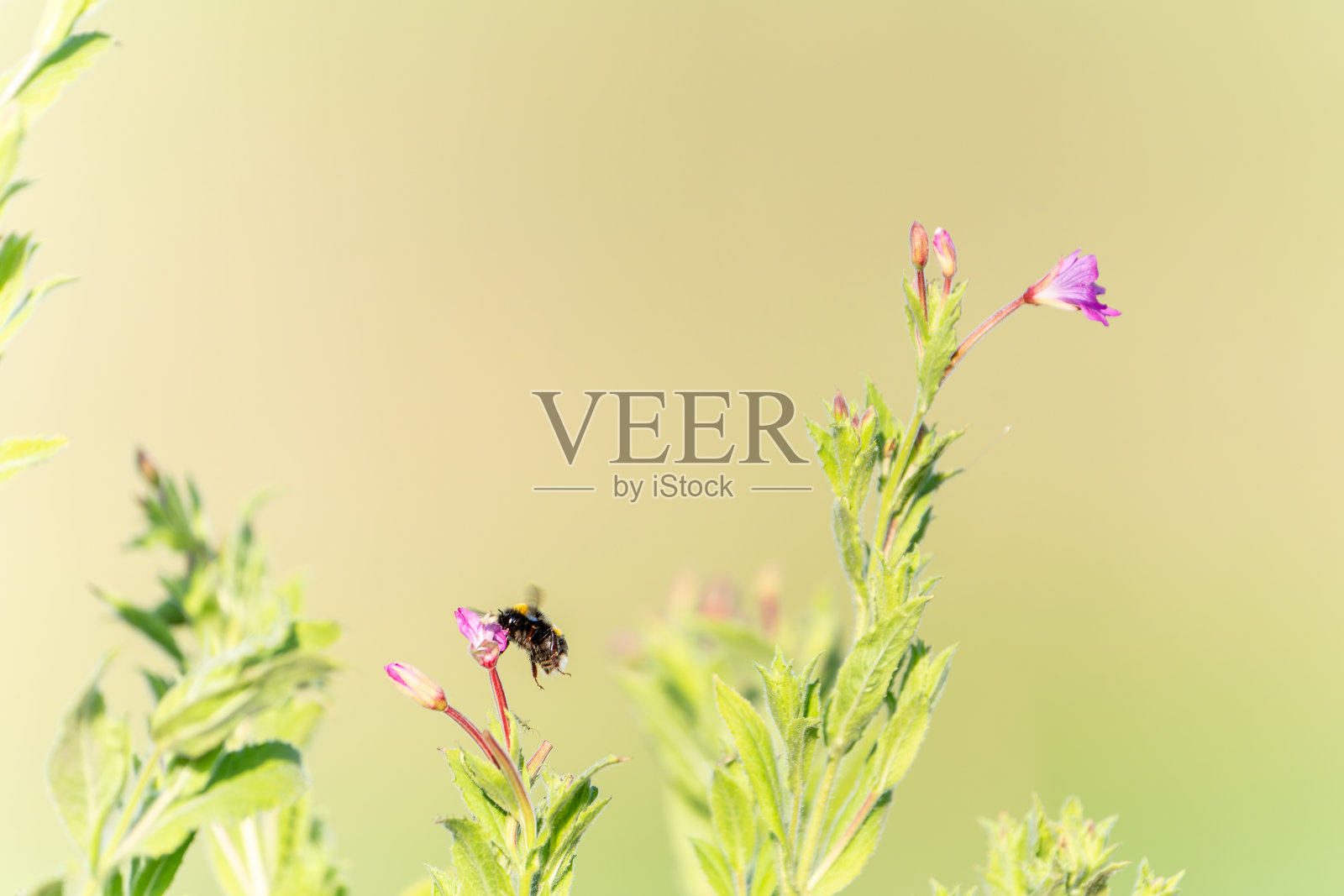 大黄蜂在英国诺里奇为紫色野花毛茛草(Epilobium hirsutum)授粉。照片摄影图片