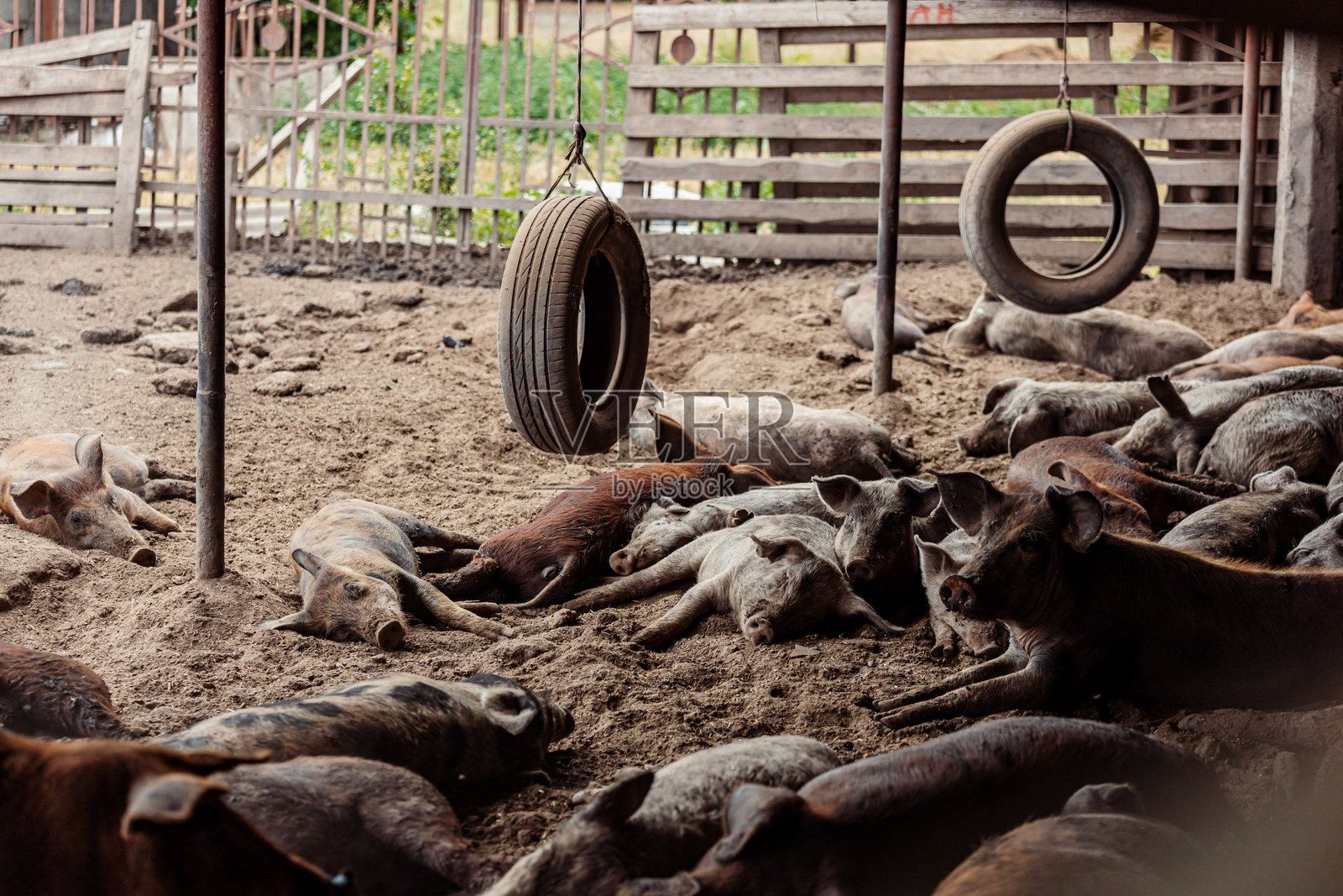 小猪仔在猪圈里安静地睡觉照片摄影图片