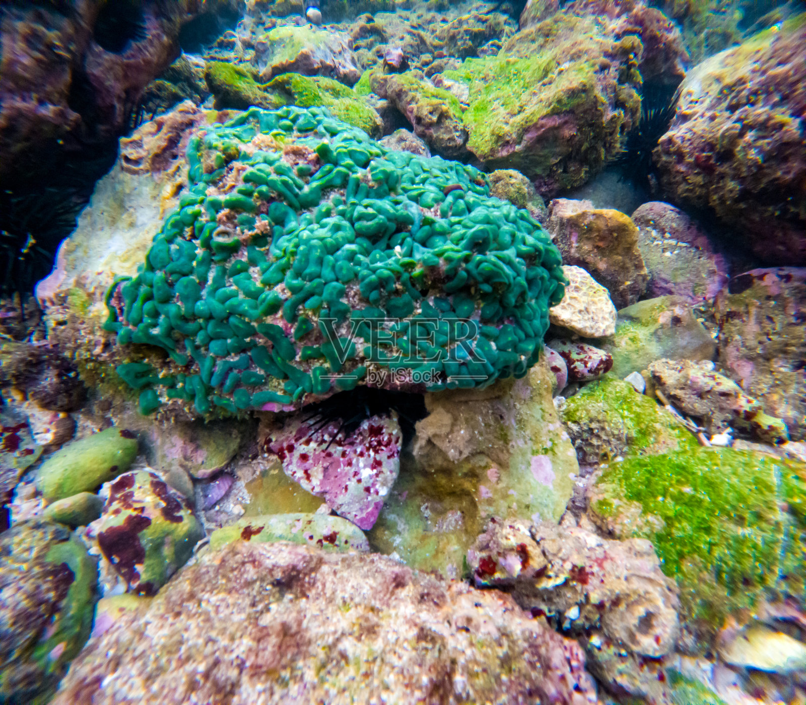 Plesiastrea versipora(硬珊瑚,珊瑚礁)在海中。Plesiastrea versipora是一种生长在印度洋和太平洋的附着珊瑚。照片摄影图片