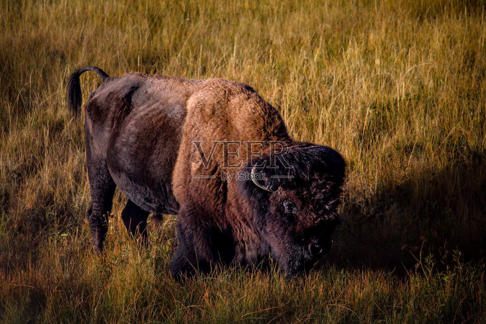 公牛野牛照片摄影图片