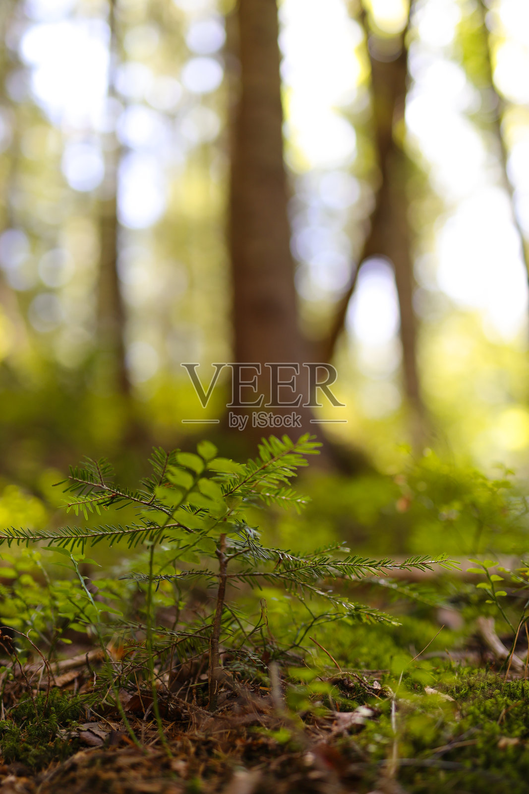 阳光明媚的森林中,年轻的蕨类植物在柔和的背景中生长。照片摄影图片
