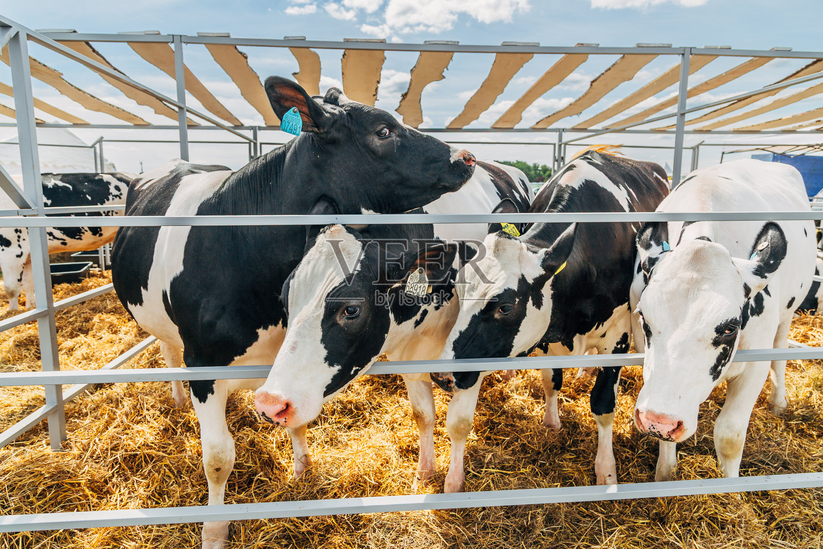 年轻荷斯坦奶牛的特写肖像照片摄影图片