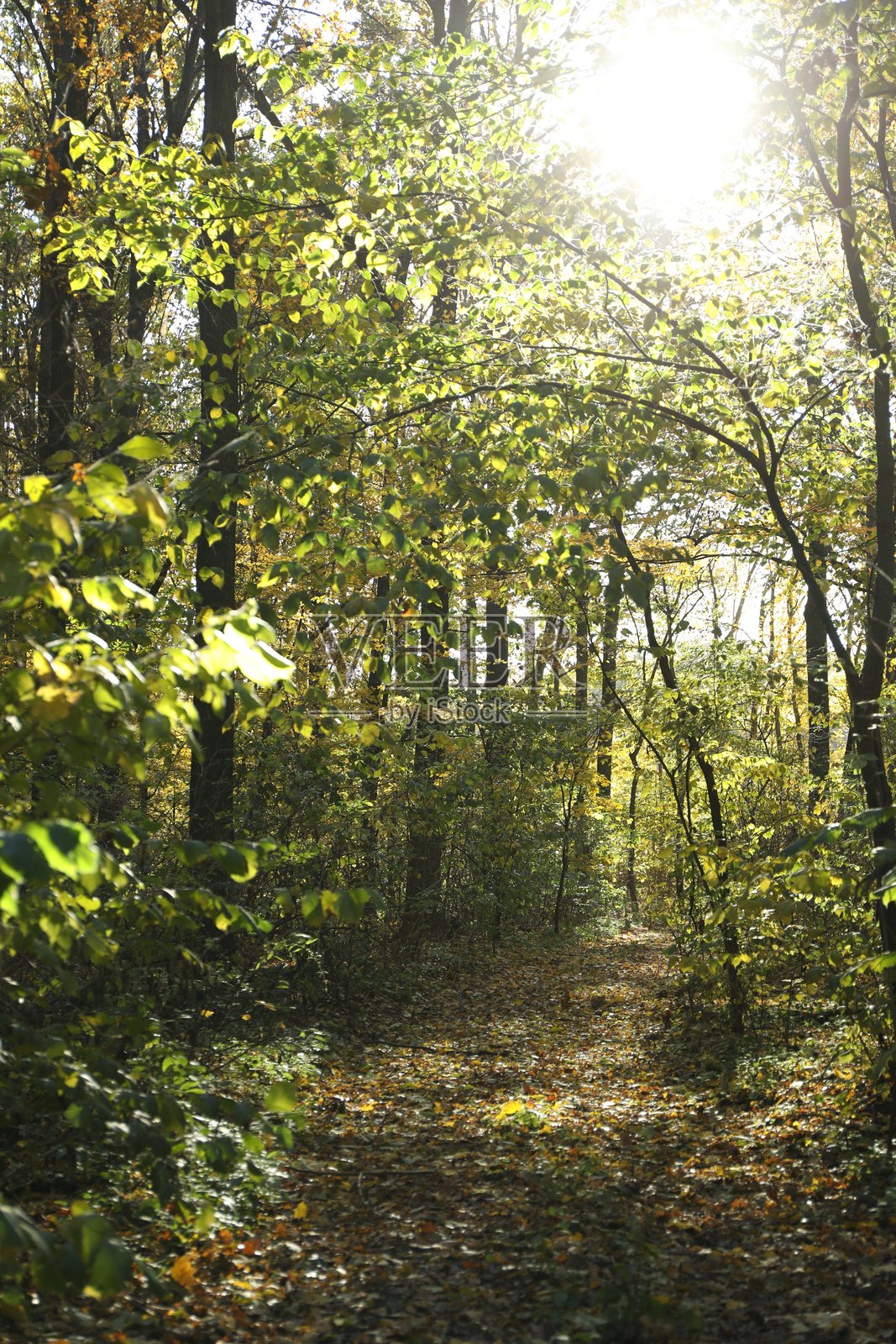 秋天公园中美丽的树木和落叶照片摄影图片