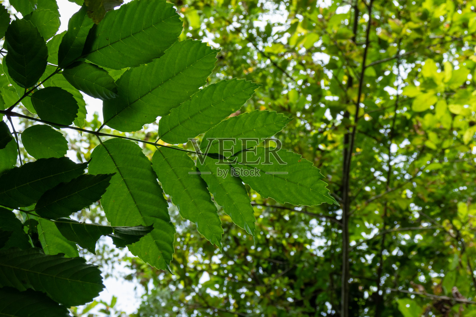 自然森林中新鲜绿色热带叶子的特写照片摄影图片