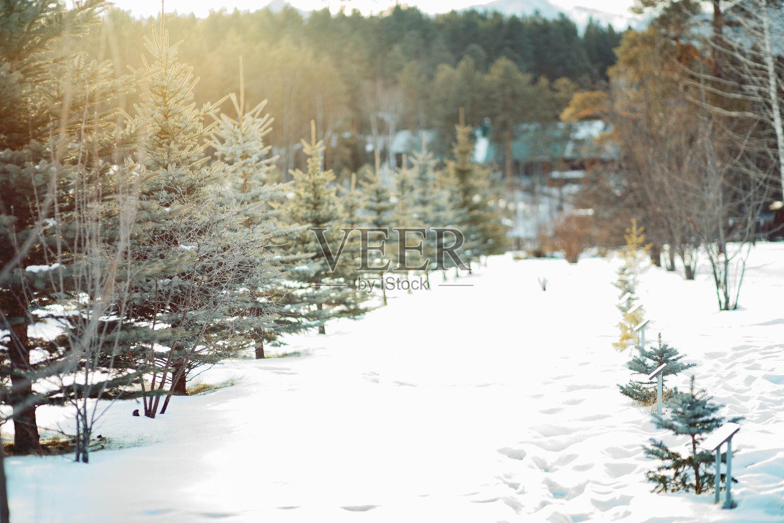 一排年轻的云杉树在雪白的冬季景观中,温暖的阳光洒下,森林背景,常青植物的美丽季节性景观,圣诞节,生态与自然环境照片摄影图片