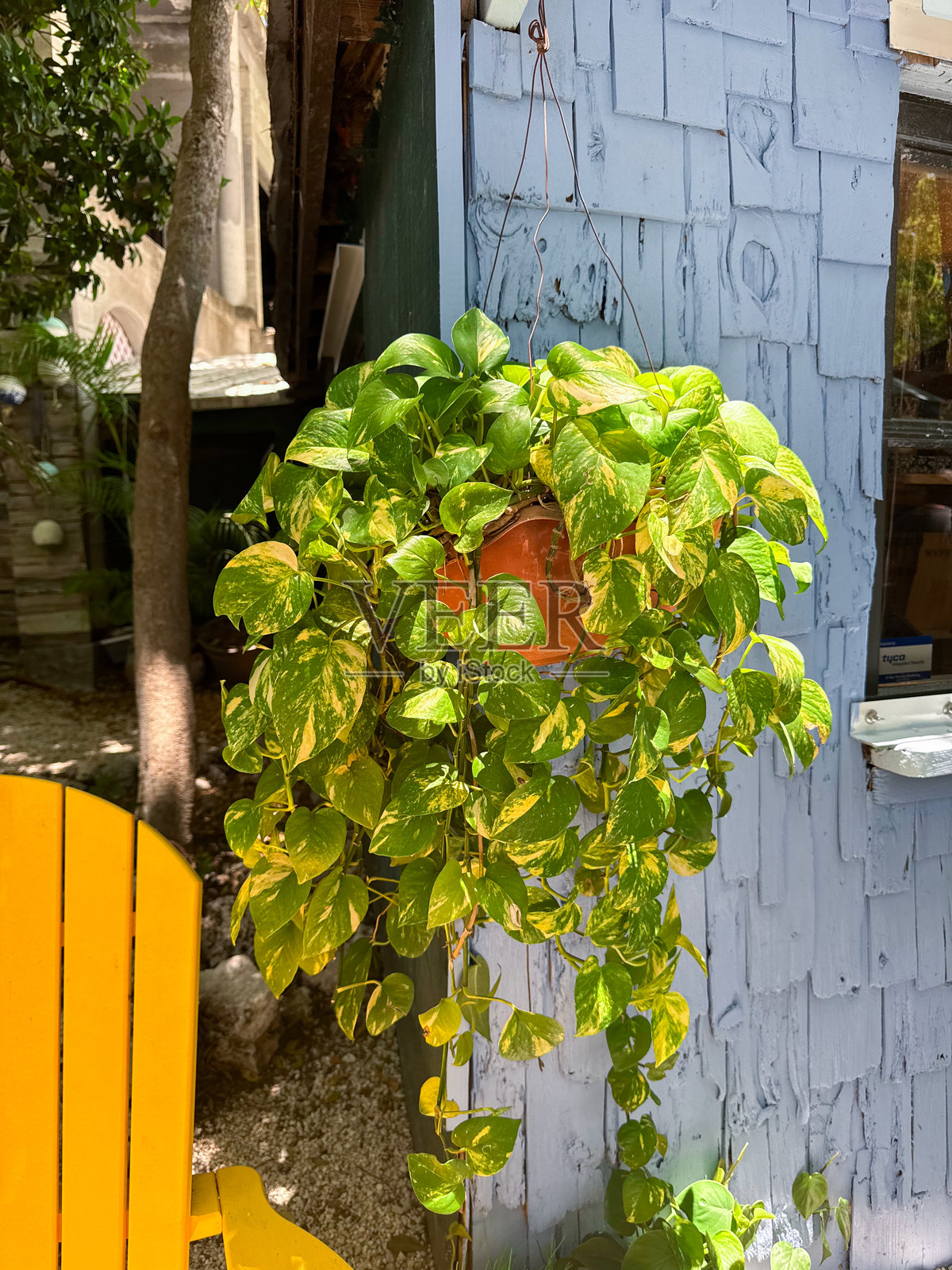 金钱树在阳光下悬挂 - 郁郁葱葱的热带绿色藤蔓在花盆中轻轻摇曳 - 受欢迎的室内植物,叶子鲜艳,生长蔓延。植物护理概念照片摄影图片