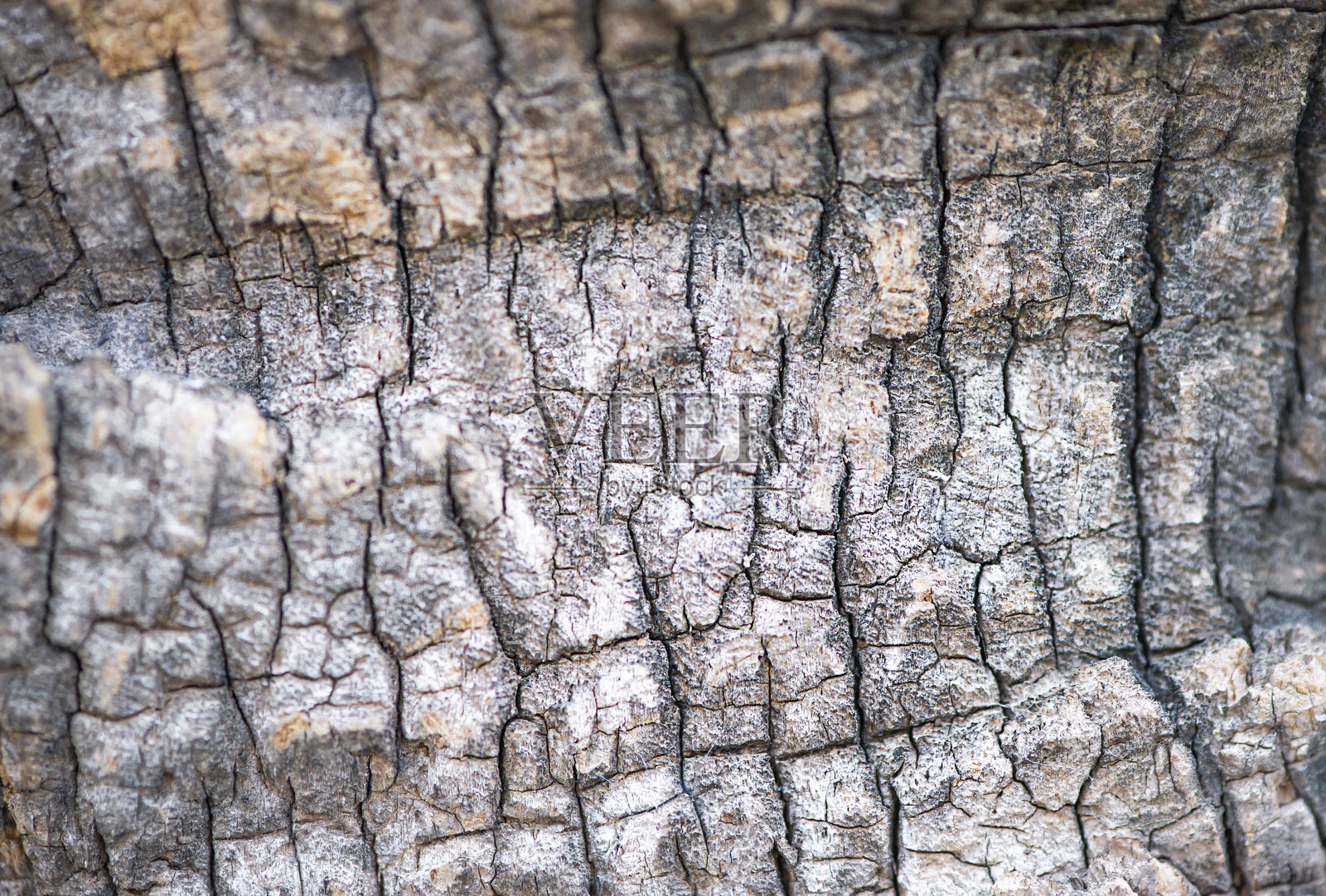 树皮背景,适合插入,特写镜头展示纹理图案照片摄影图片