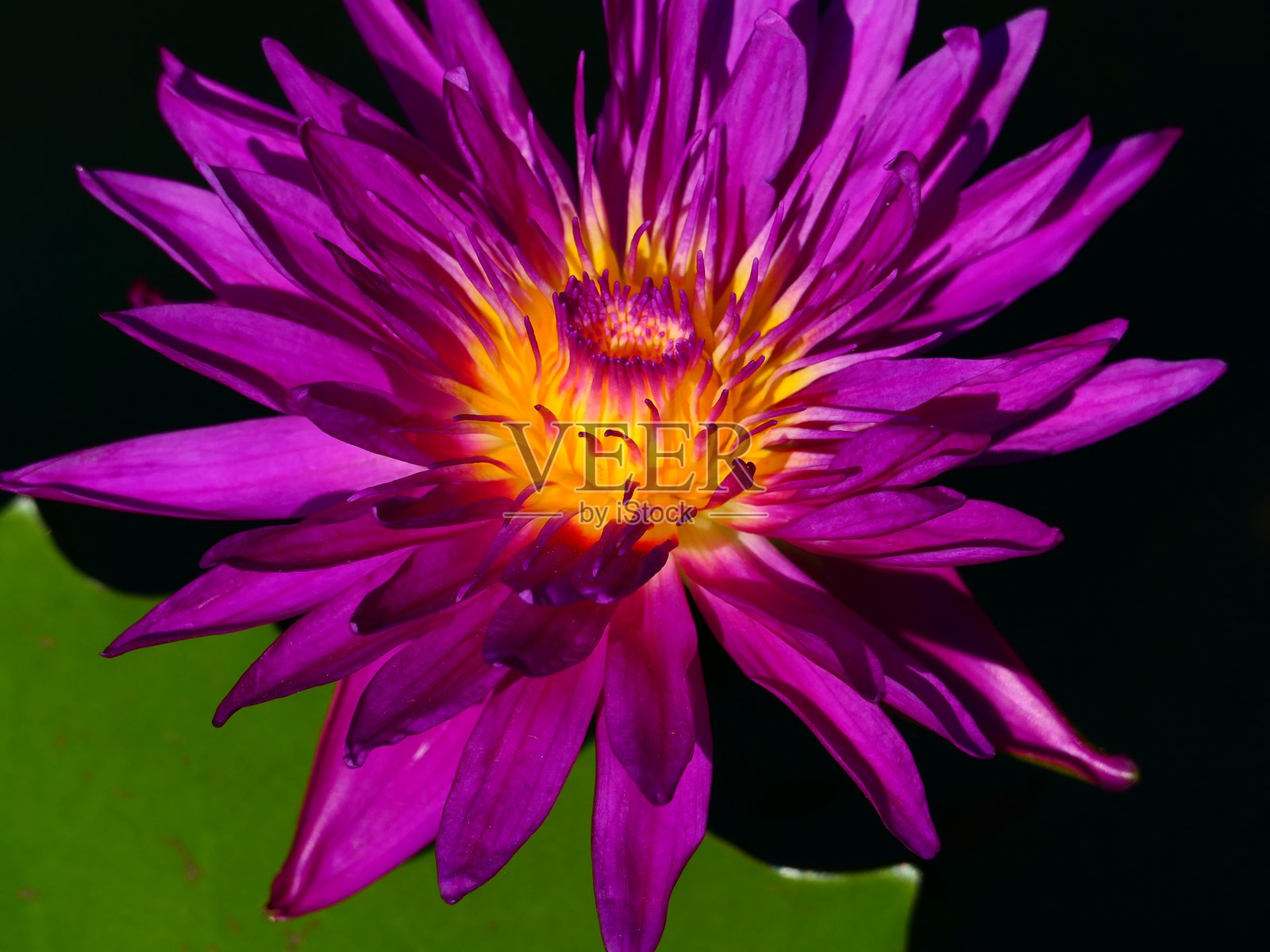 水莲花,多尔多涅的卡萨克水园照片摄影图片