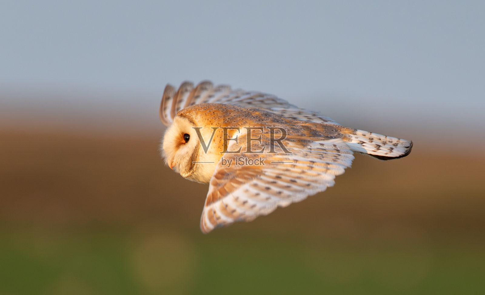 飞翔的仓鸮照片摄影图片