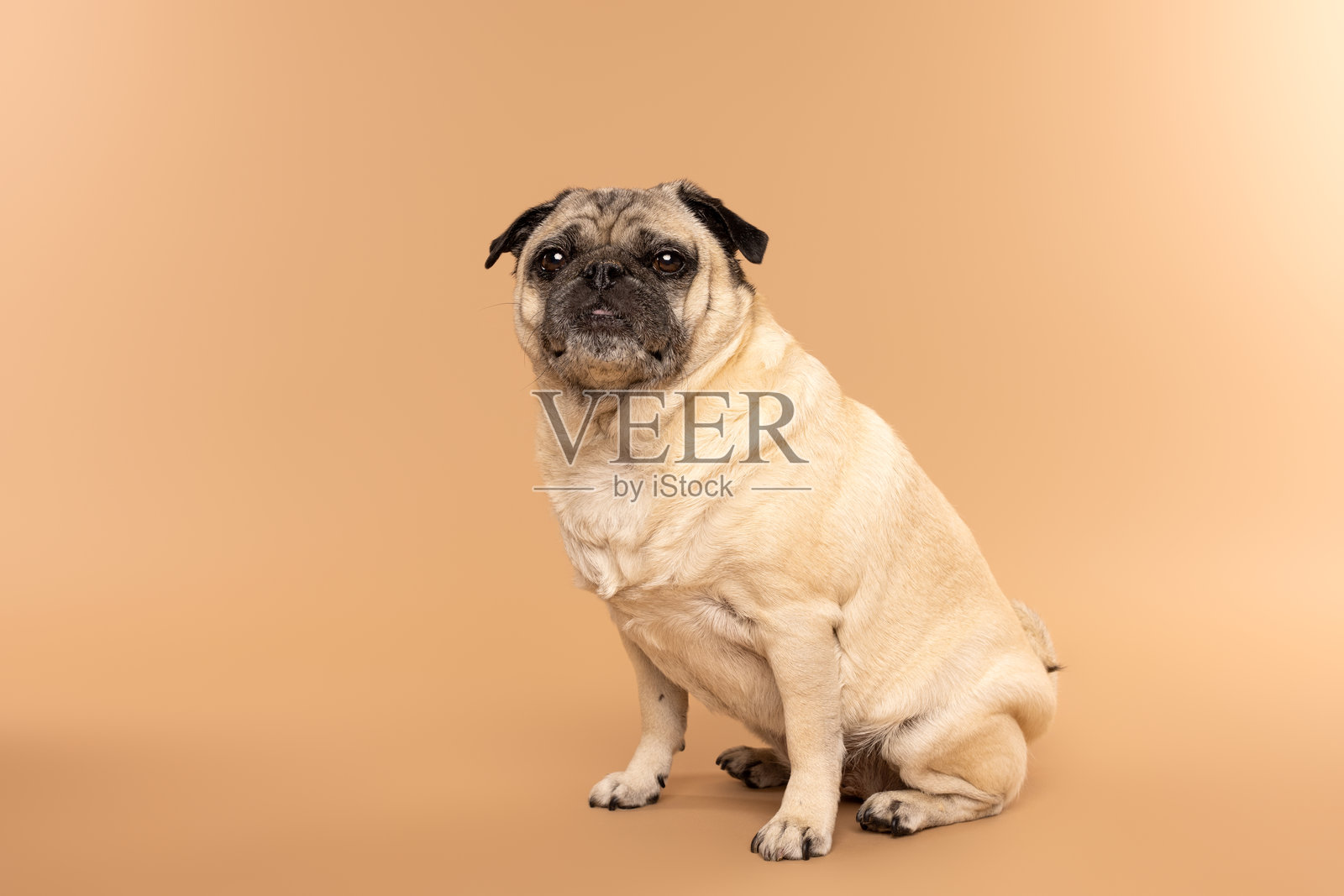 坐在米色摄影背景上的哈巴狗照片摄影图片