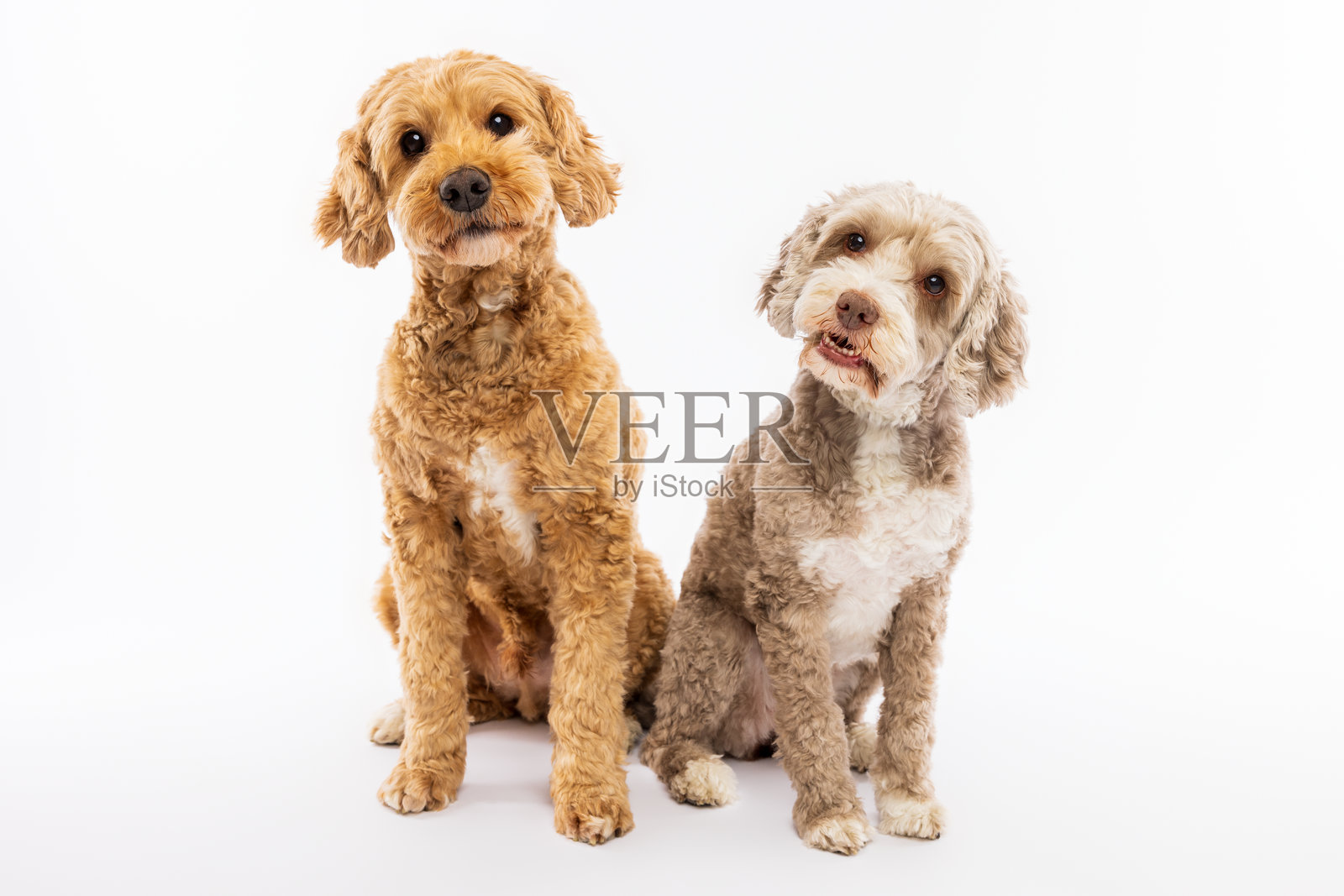 一对卷毛狗坐在一起照片摄影图片