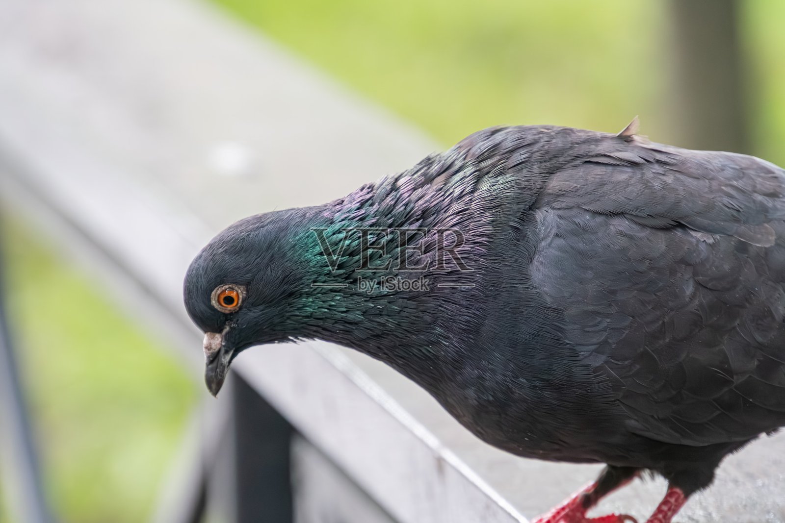 一只灰色鸽子,羽毛上有深色斑块和绿色的翅膀色调,栖息在户外环境中的栏杆上,可能是在草地或树叶之间。它的头侧转,显得好奇。照片摄影图片