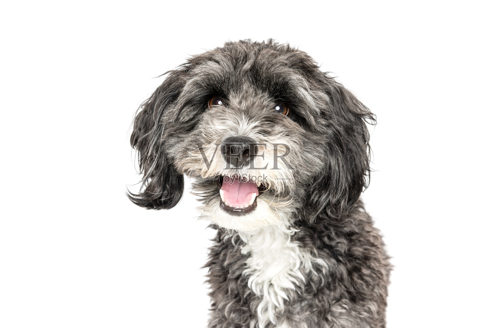 微笑的灰色毛茸茸狗狗特写照片摄影图片