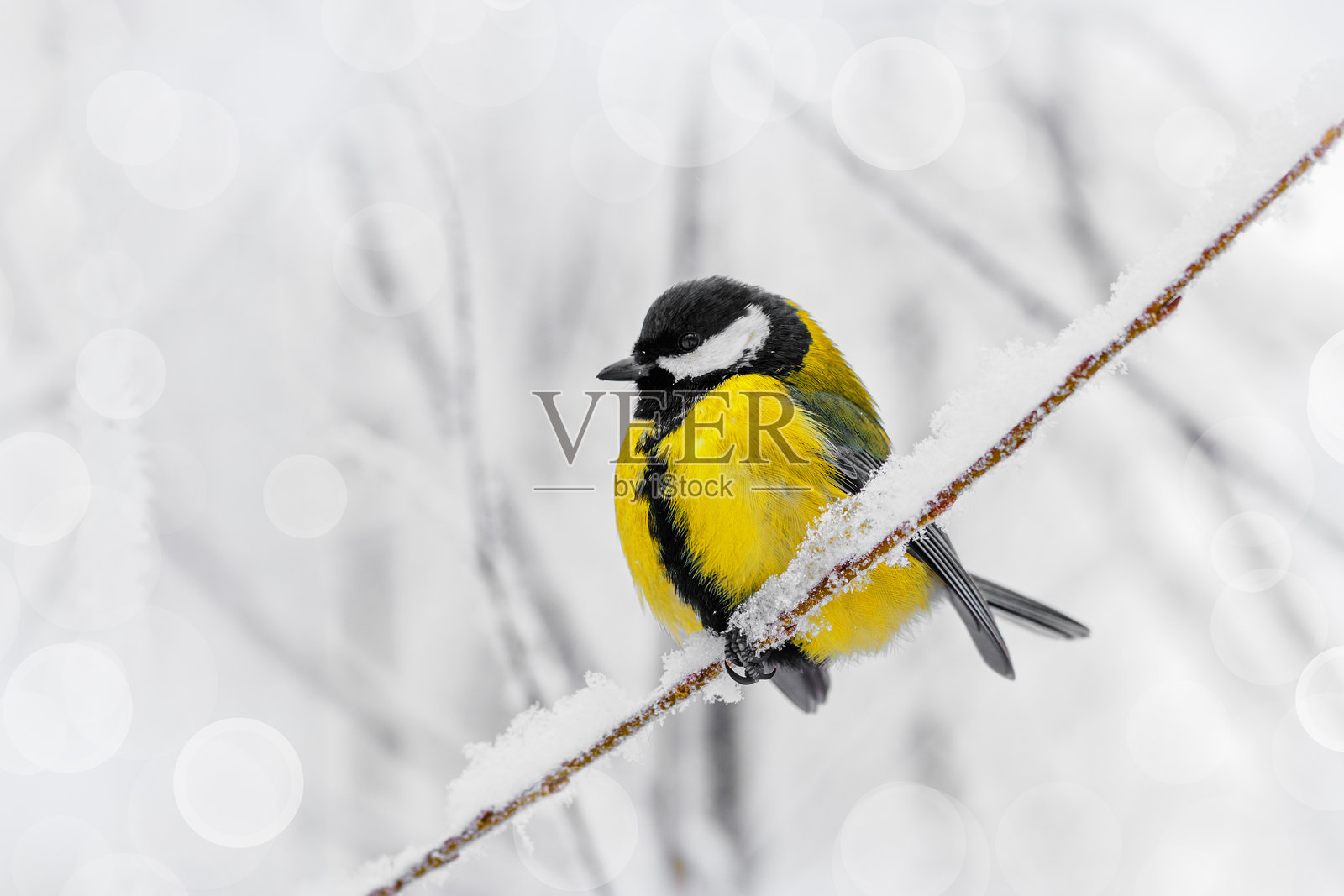 黄色的山雀栖息在冰霜覆盖的树枝上,特写镜头展示了在雪景中的一只生动的蓝山雀。白色柔和的散景背景,宁静而美丽的冬季野生动物时刻。视图,留白空间。照片摄影图片