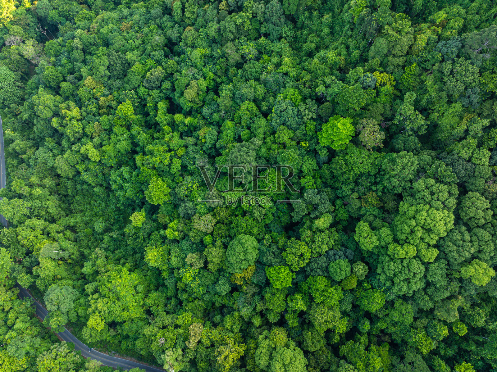 热带雨林的鸟瞰图,绿色树木背景照片摄影图片
