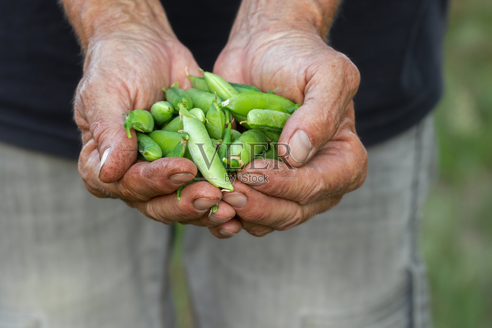农民从上方视角手握新鲜多汁的绿色豌豆。收获季节。照片摄影图片