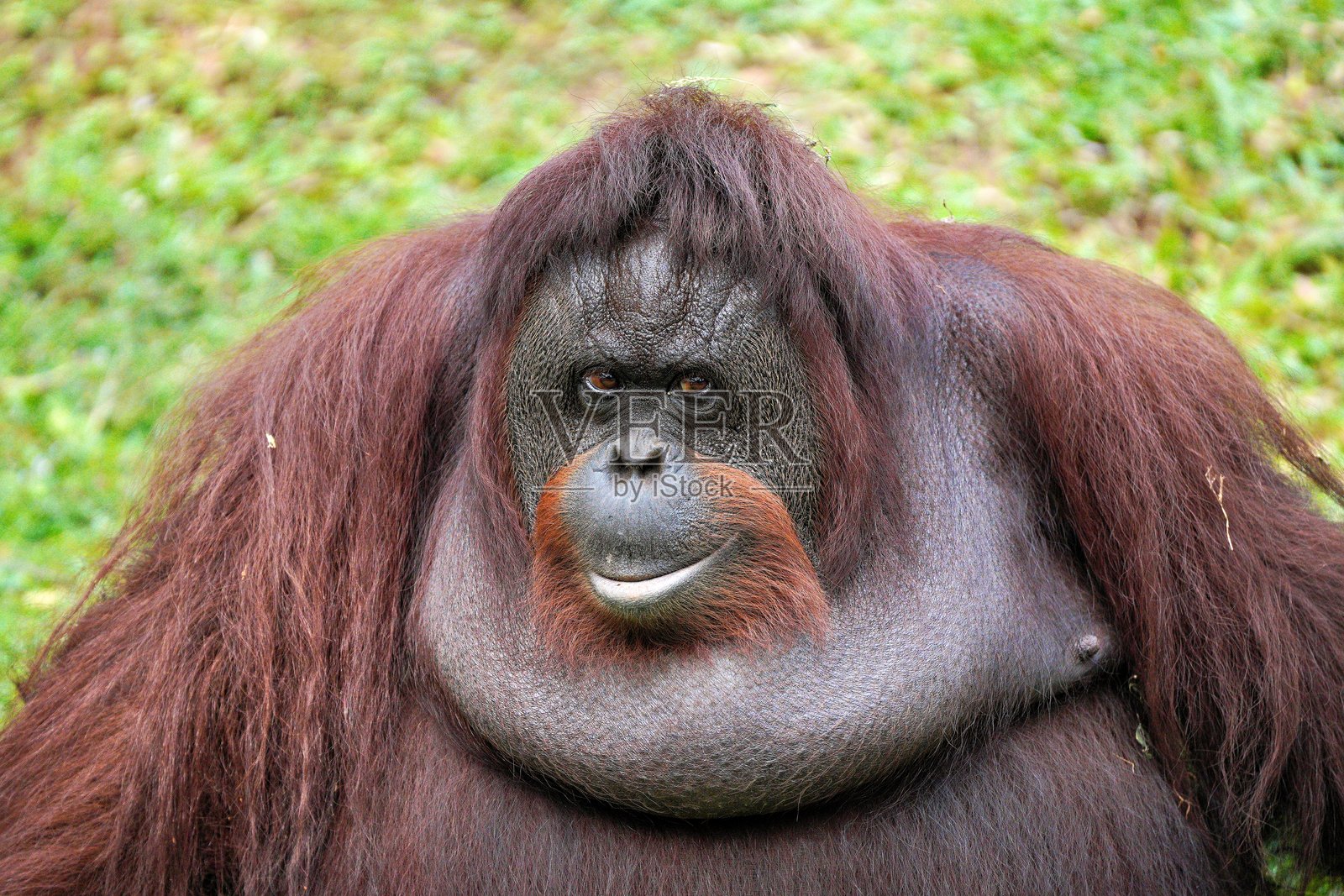 猩猩(红猩猩)照片摄影图片