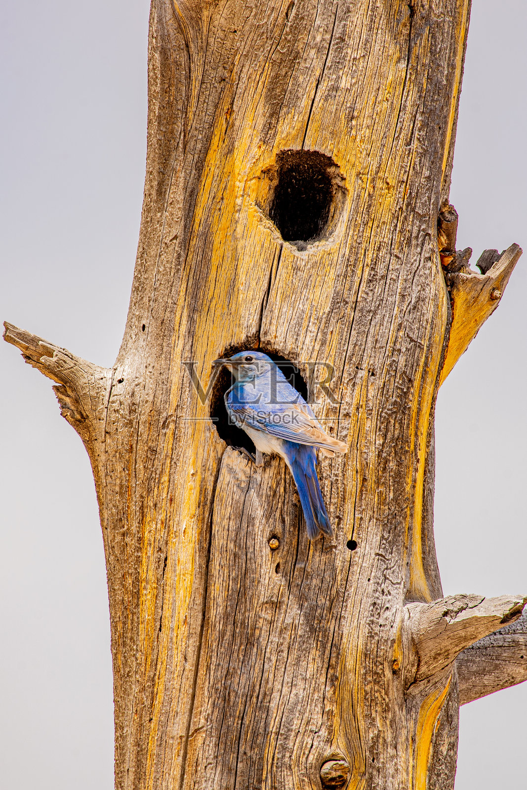 黄石国家公园的蓝鸟照片摄影图片