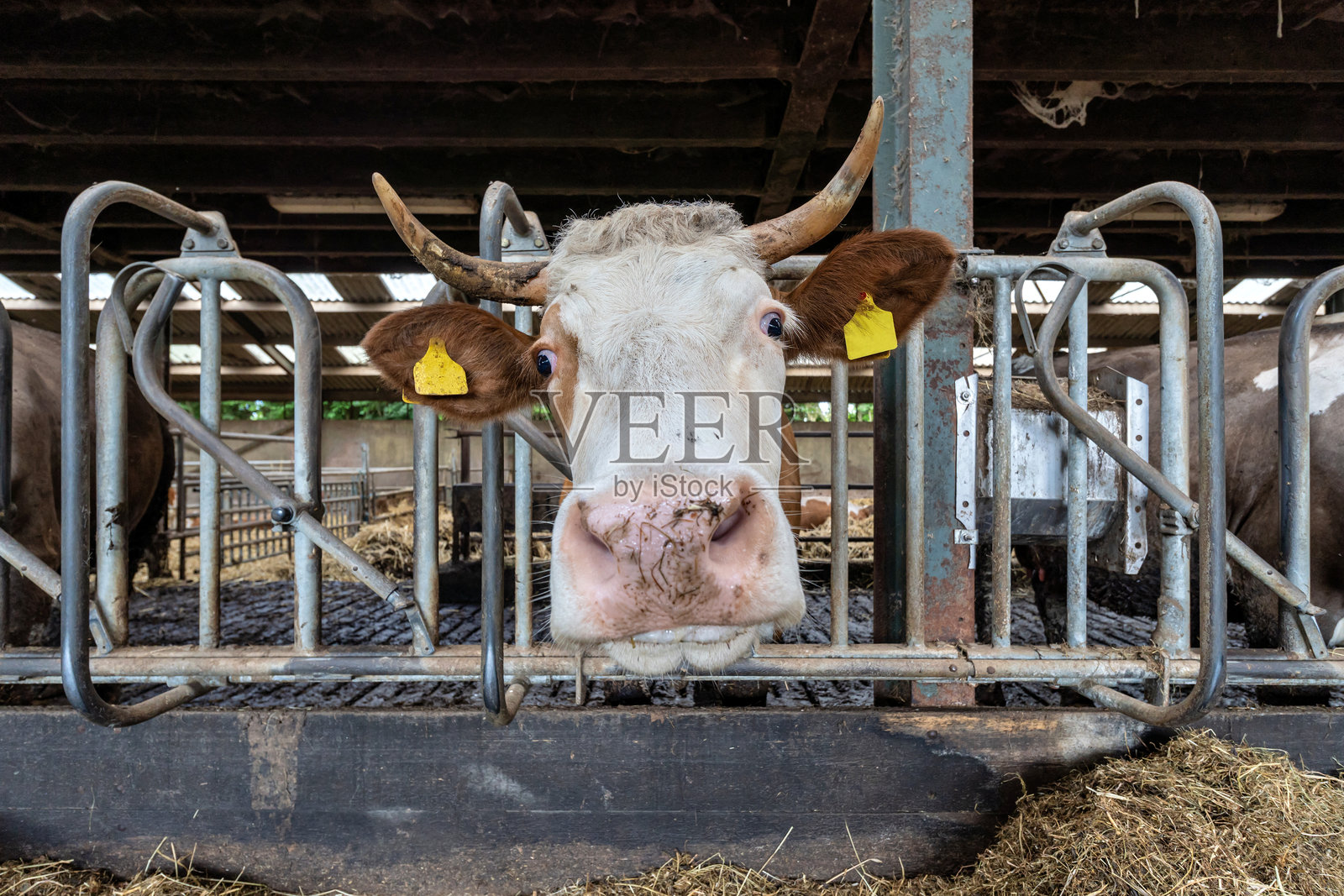 农场牛舍里的奶牛照片摄影图片