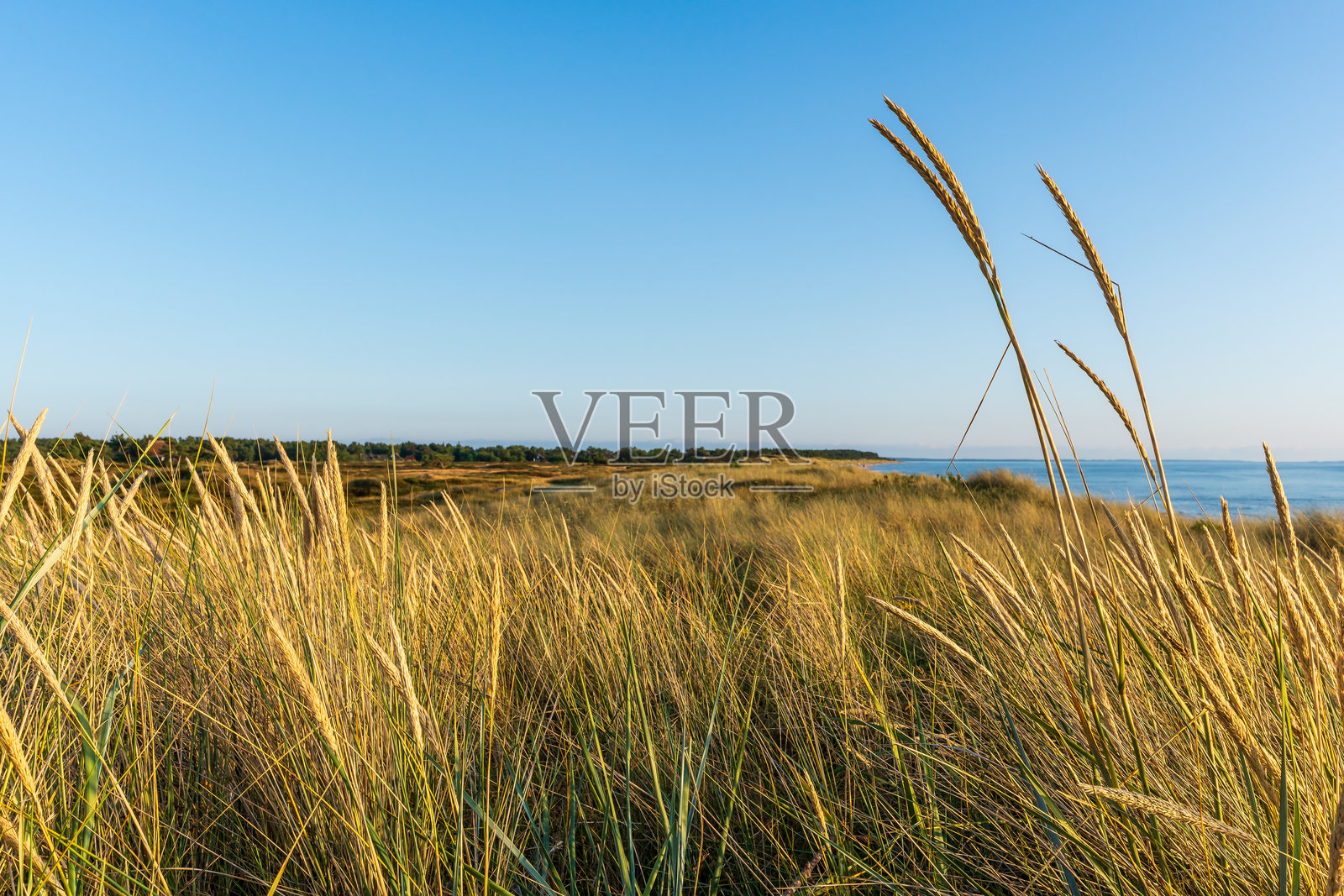 希登泽岛的沙丘灌木丛景观照片摄影图片