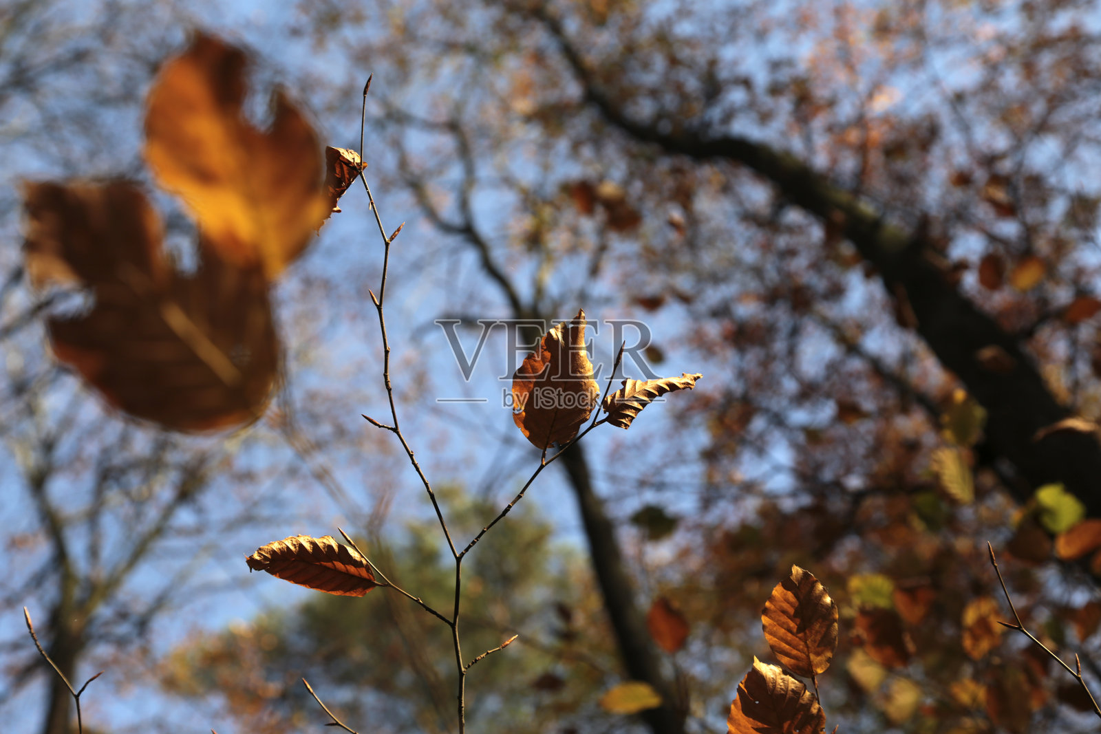 山毛榉森林中的秋天照片摄影图片