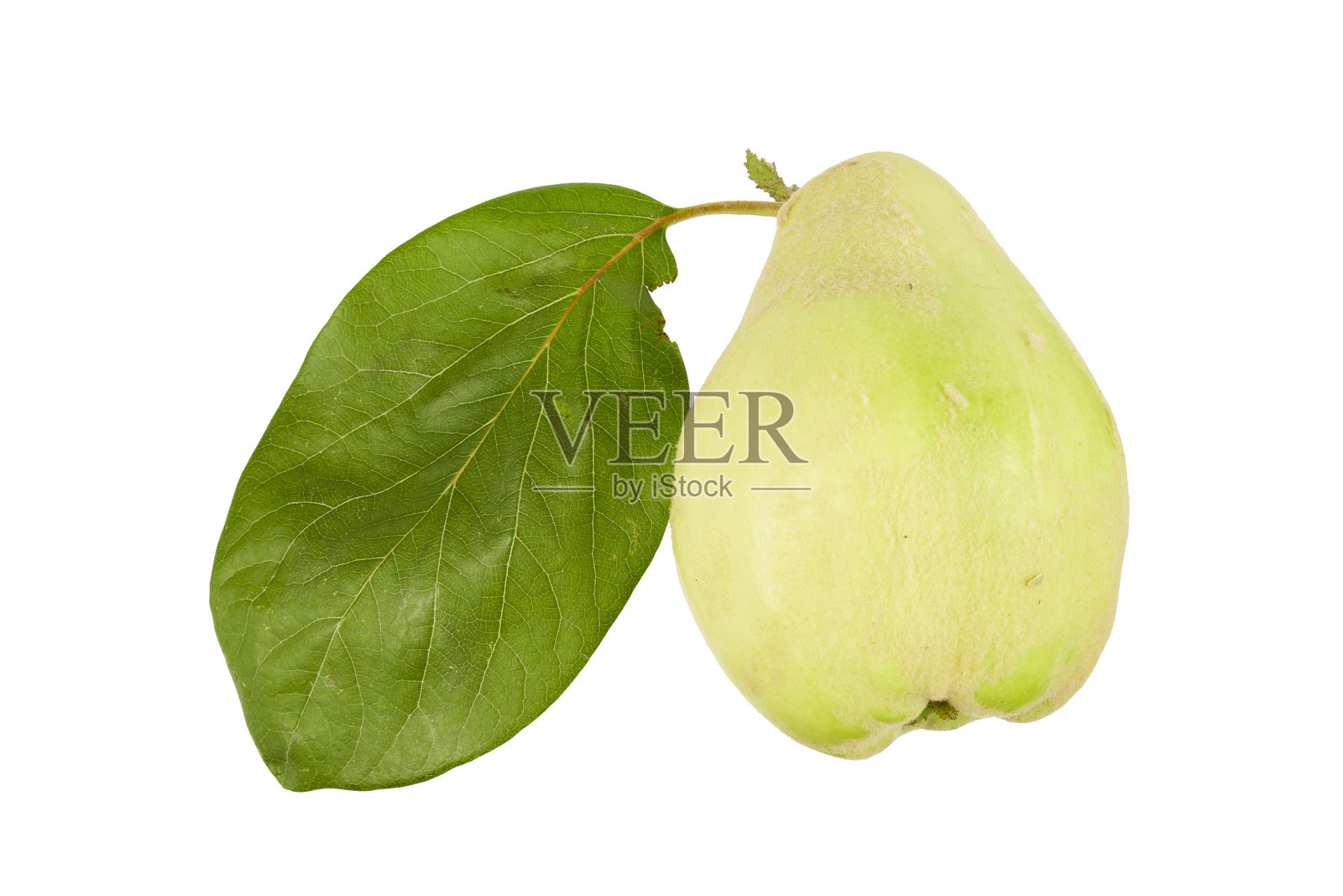 孤立在白色背景上的金苹果或榅桲果实及叶子照片摄影图片