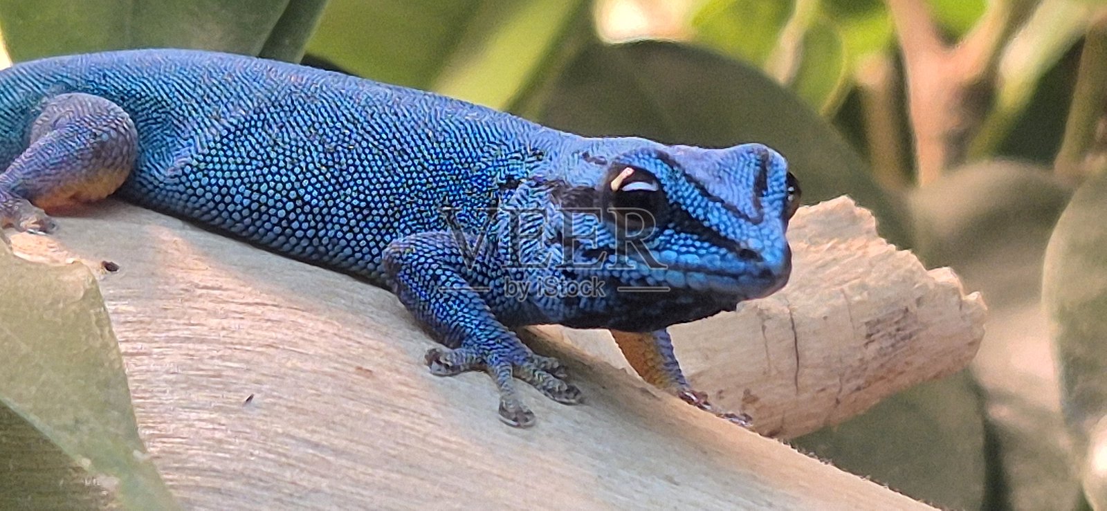 蓝色壁虎/蜥蜴照片摄影图片