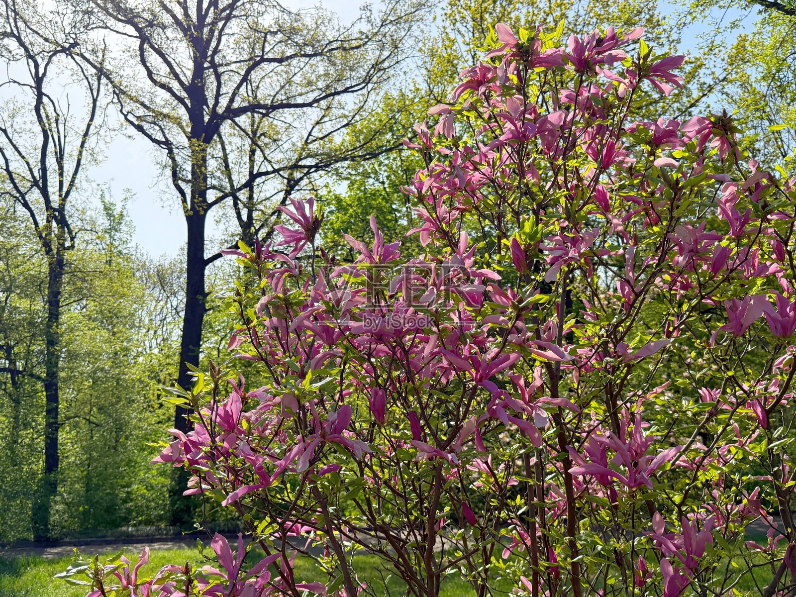 春季公园中的盛开木兰树照片摄影图片
