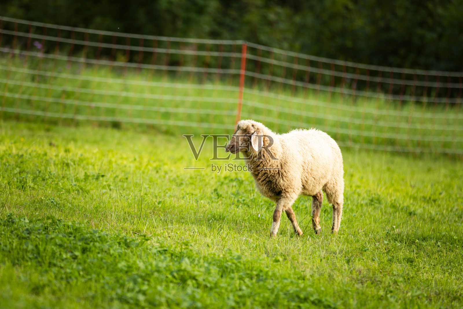 羊在自然中的草地上行走。照片摄影图片