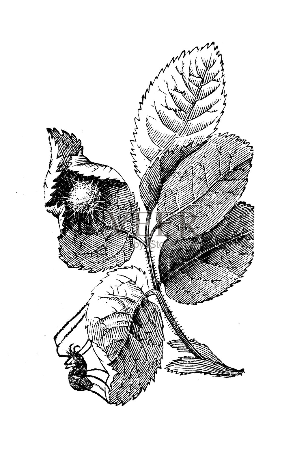 圆腹蛛,网蛛(红带蛛)插画图片素材